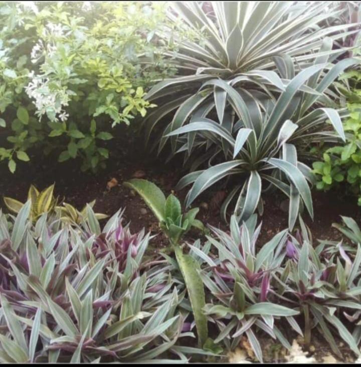 The Seaside Garden Guesthouse Buccoo Luaran gambar